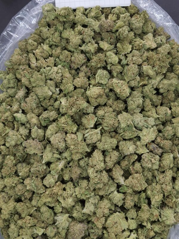 POUND OF THCA FLOWER-ZAZA $900 - smalls LEMON-CHERRY-X-GSC-SMALLS